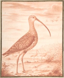 Curlews and Ducks MET DP808106