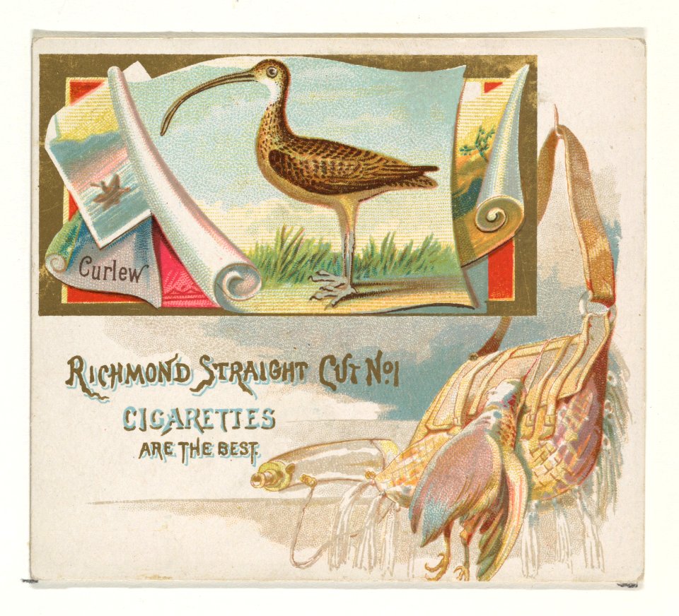 Curlew, from the Game Birds series (N40) for Allen & Ginter Cigarettes MET DP839147