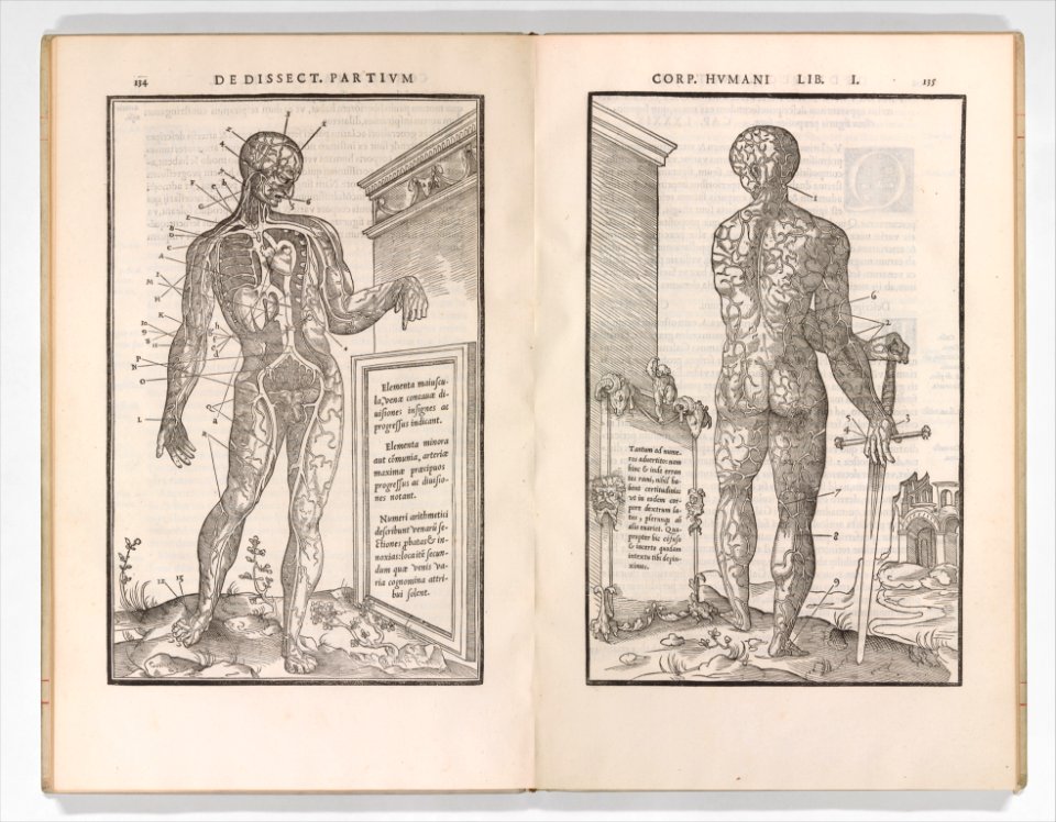 De dissectione partium corporis humani libri tres MET DP345240