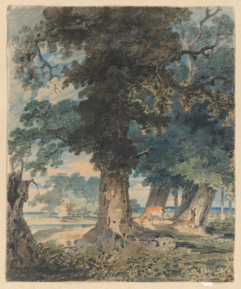 Deer in Windsor Forest MET DP882763