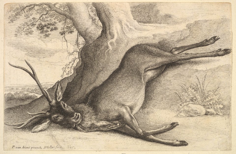 Dead stag MET DP823979