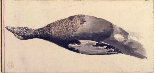 Dead Duck MET 80.3.202