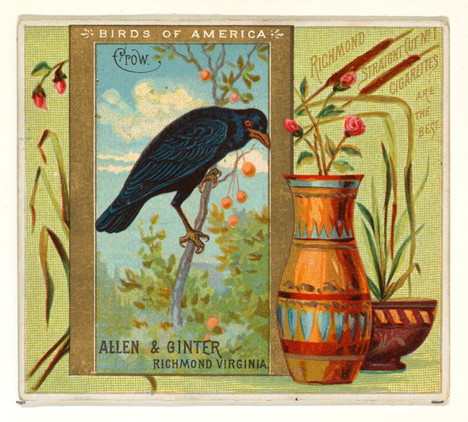 Crow, from the Birds of America series (N37) for Allen & Ginter Cigarettes MET DP838973