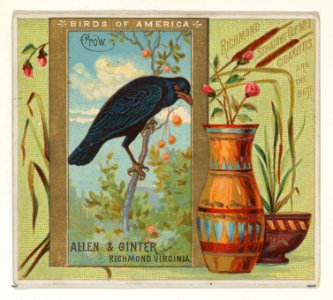 Crow, from the Birds of America series (N37) for Allen & Ginter Cigarettes MET DP838973