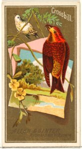 Crossbill, from the Birds of America series (N4) for Allen & Ginter Cigarettes Brands MET DP828724