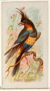 Crested Sparactes, from the Song Birds of the World series (N23) for Allen & Ginter Cigarettes MET DP835270
