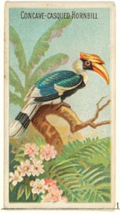Concave-Casqued Hornbill, from the Birds of the Tropics series (N5) for Allen & Ginter Cigarettes Brands MET DP829145