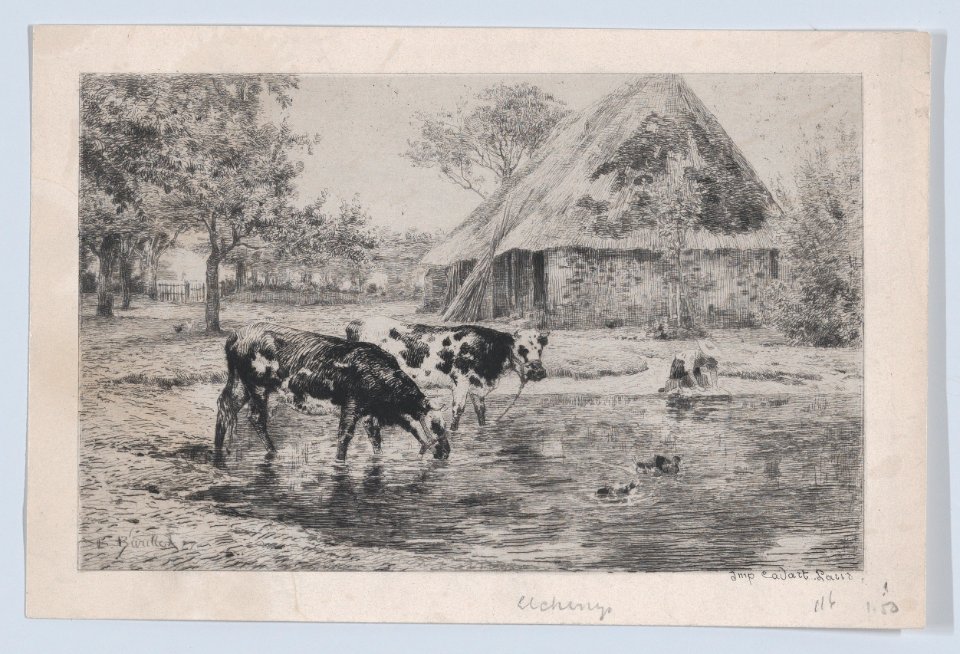 Cows Drinking MET DP874113