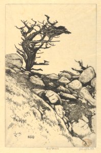 Cypress and Rocks MET DP845458