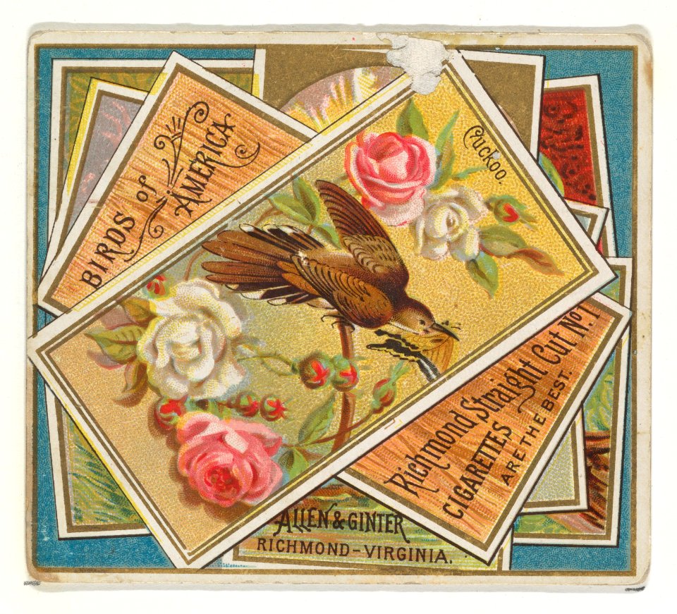 Cuckoo, from the Birds of America series (N37) for Allen & Ginter Cigarettes MET DP838974