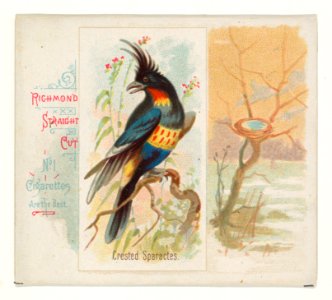 Crested Sparactes, from the Song Birds of the World series (N42) for Allen & Ginter Cigarettes MET DP839255