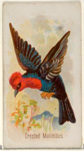 Crested Malimbus, from the Song Birds of the World series (N23) for Allen & Ginter Cigarettes MET DP835269