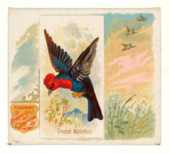 Crested Malimbus, from the Song Birds of the World series (N42) for Allen & Ginter Cigarettes MET DP839254