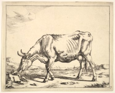 Cow, after Paulus Potter MET DP828254