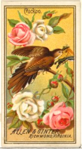 Cuckoo, from the Birds of America series (N4) for Allen & Ginter Cigarettes Brands MET DP828715