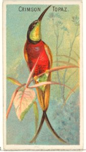 Crimson Topaz, from the Birds of the Tropics series (N5) for Allen & Ginter Cigarettes Brands MET DP829143