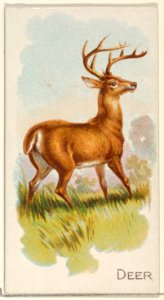 Deer, from the Quadrupeds series (N21) for Allen & Ginter Cigarettes MET DP835110