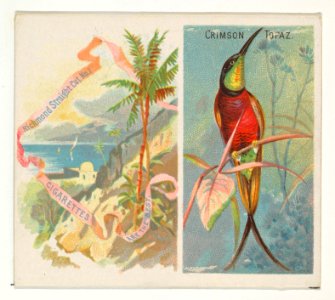 Crimson Topaz, from Birds of the Tropics series (N38) for Allen & Ginter Cigarettes MET DP839019