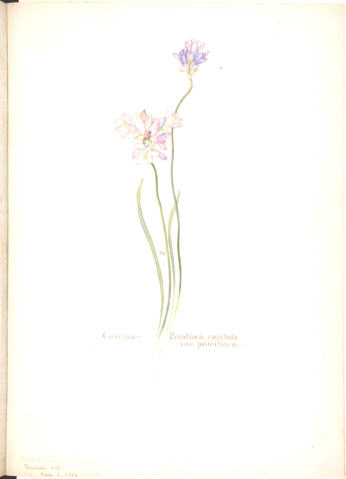 Covena, Brodiaea capitata, var. pauciflora MET DP808538