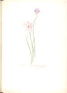 Covena, Brodiaea capitata, var. pauciflora MET DP808538