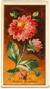 Dahlia (Dahlia Coccinea), from the Flowers series for Old Judge Cigarettes MET DP822016
