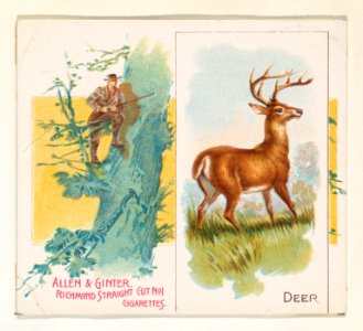 Deer, from Quadrupeds series (N41) for Allen & Ginter Cigarettes MET DP839202