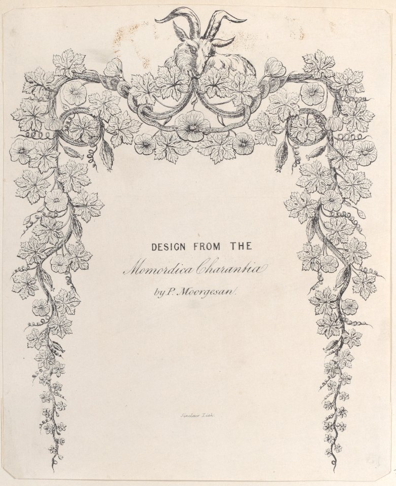 Design from the Momordica Charantia by P. Moorgesan Met DP884968
