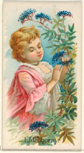 Elderberry, from the Fruits series (N12) for Allen & Ginter Cigarettes Brands MET DP834618