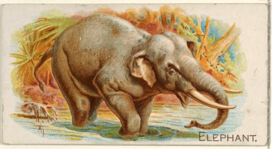 Elephant, from the Quadrupeds series (N21) for Allen & Ginter Cigarettes MET DP835112