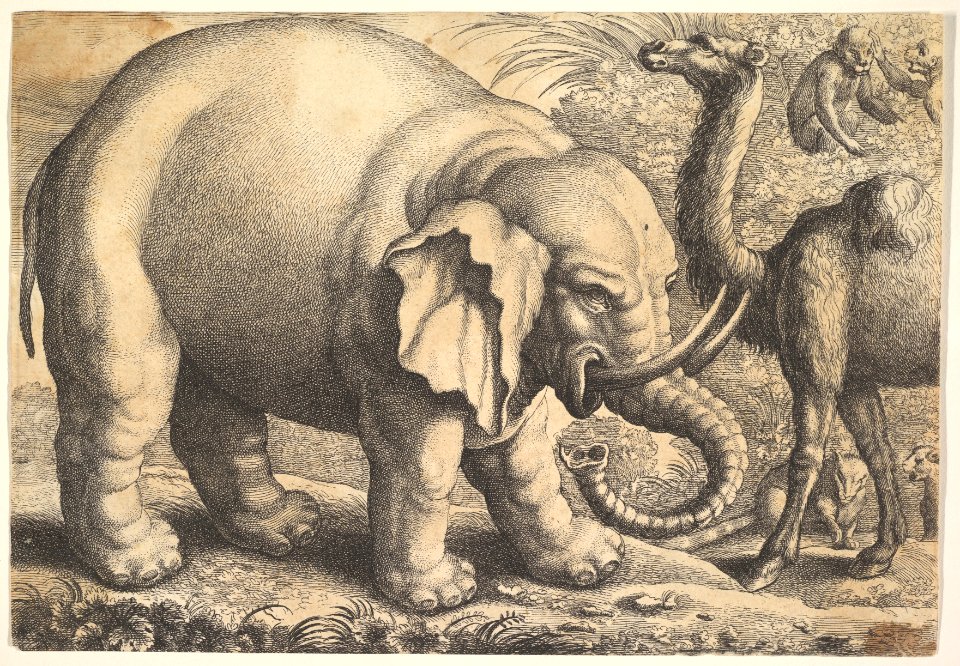 Elephant and Camel MET DP823911