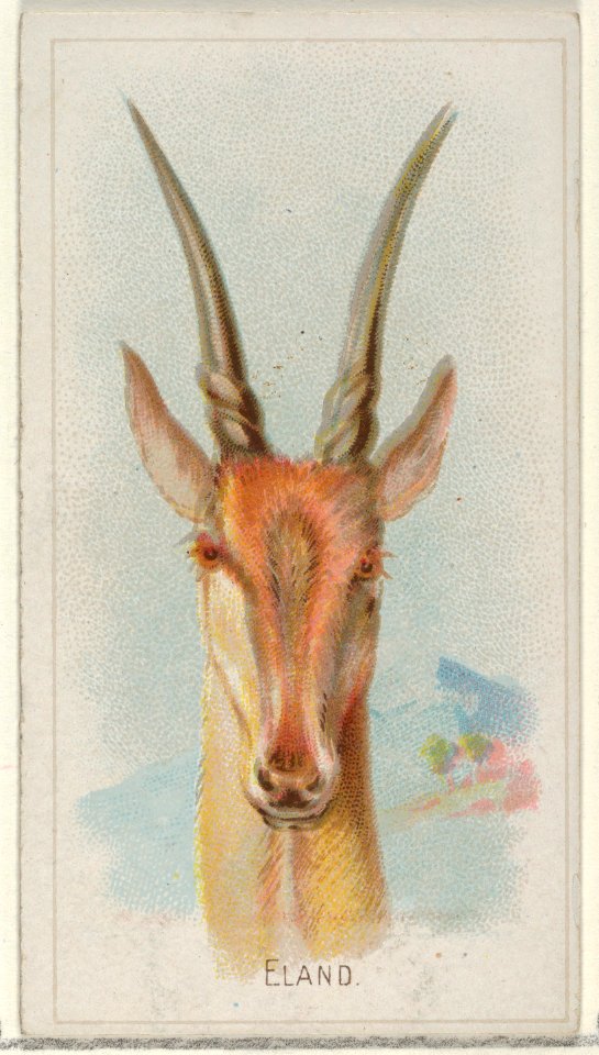 Eland, from the Wild Animals of the World series (N25) for Allen & Ginter Cigarettes MET DP836483