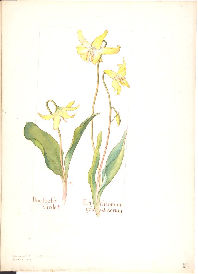 Dogtooth Violet, Erythromium grandiflorum MET DP808332