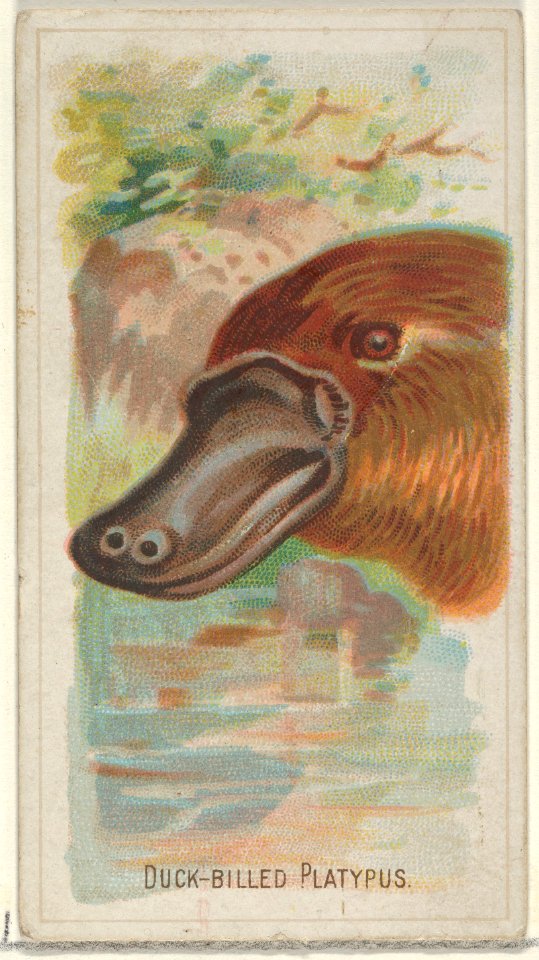 Duck-Billed Platypus, from the Wild Animals of the World series (N25) for Allen & Ginter Cigarettes MET DP836481