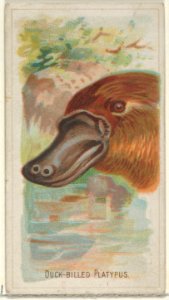 Duck-Billed Platypus, from the Wild Animals of the World series (N25) for Allen & Ginter Cigarettes MET DP836481