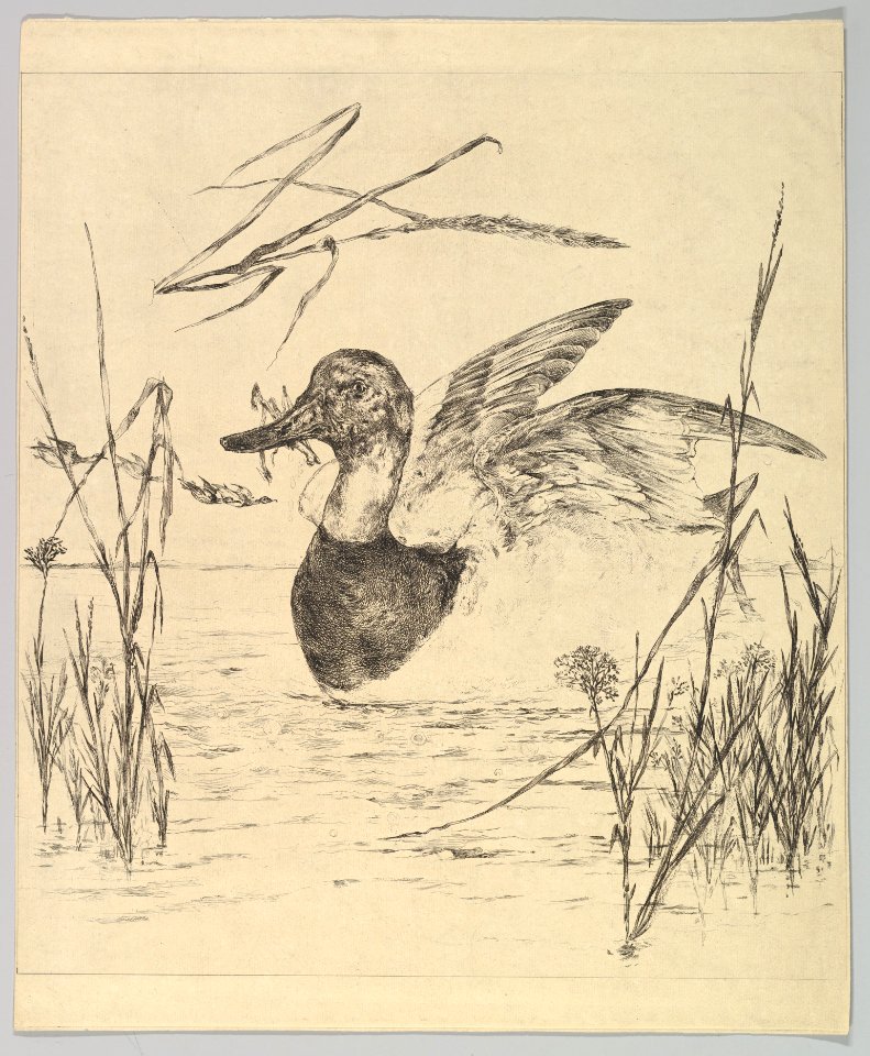 Duck MET DP820218