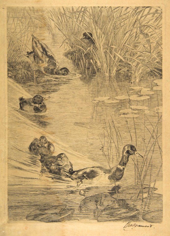 Ducks' Pastime MET DP814163