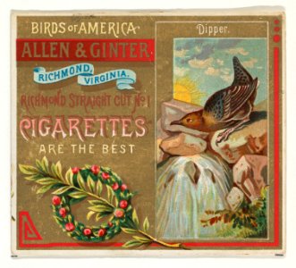 Dipper, from the Birds of America series (N37) for Allen & Ginter Cigarettes MET DP838975