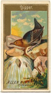 Dipper, from the Birds of America series (N4) for Allen & Ginter Cigarettes Brands MET DP828727