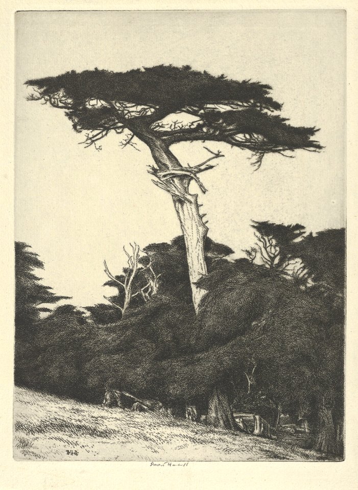 Dryad's Parasol MET DP845667