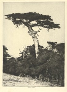 Dryad's Parasol MET DP845667