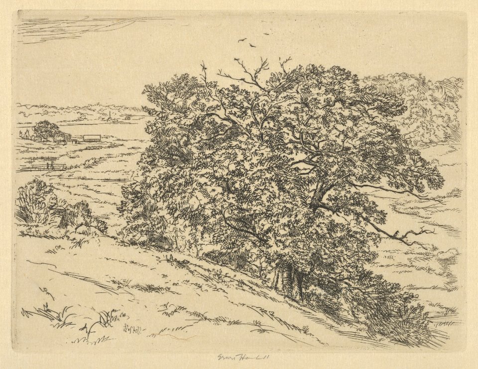 Dromore Oaks MET DP845460