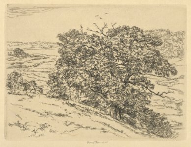 Dromore Oaks MET DP845460