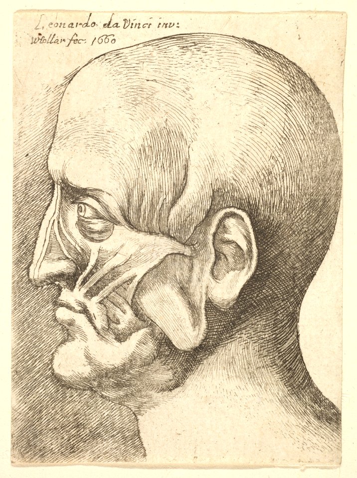 Ecorche head of a man in profile to left MET DP823723