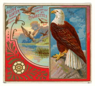 Eagle, from the Birds of America series (N37) for Allen & Ginter Cigarettes MET DP838976