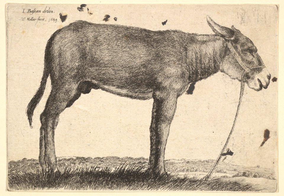 Donkey MET DP823966