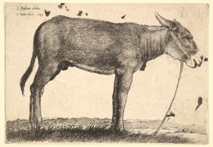 Donkey MET DP823966