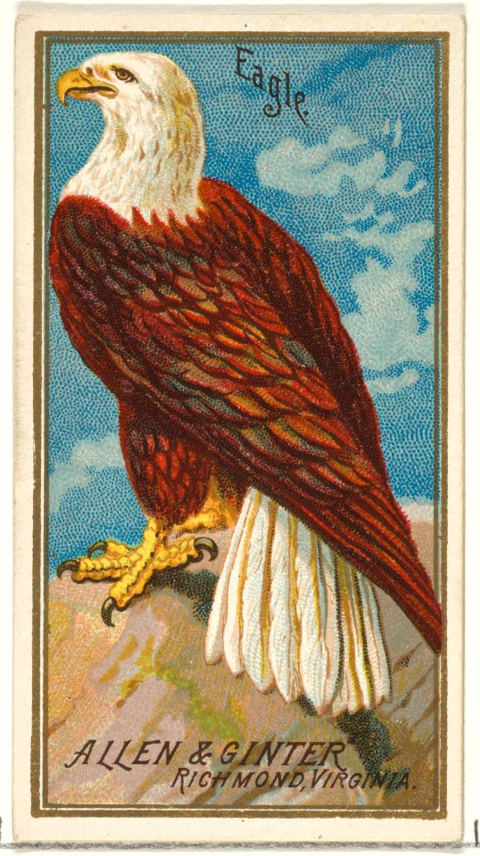 Eagle, from the Birds of America series (N4) for Allen & Ginter Cigarettes Brands MET DP828758
