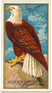 Eagle, from the Birds of America series (N4) for Allen & Ginter Cigarettes Brands MET DP828758