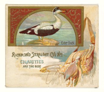Eider Duck, from the Game Birds series (N40) for Allen & Ginter Cigarettes MET DP839148