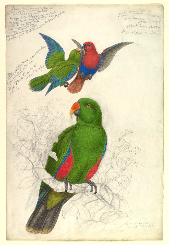 Eclectus Roratus Polychloros MET DP821097